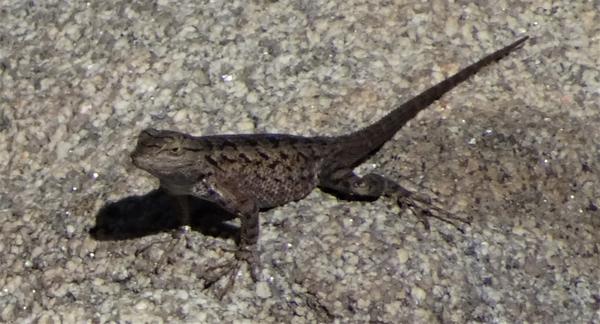 Fence lizard on rock