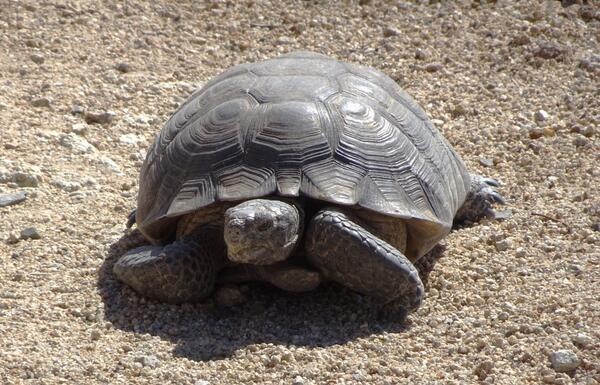 A desert tortoise on the brown ground