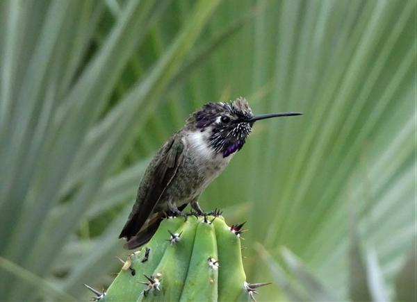 A small hummingbird on the tip of a cactus