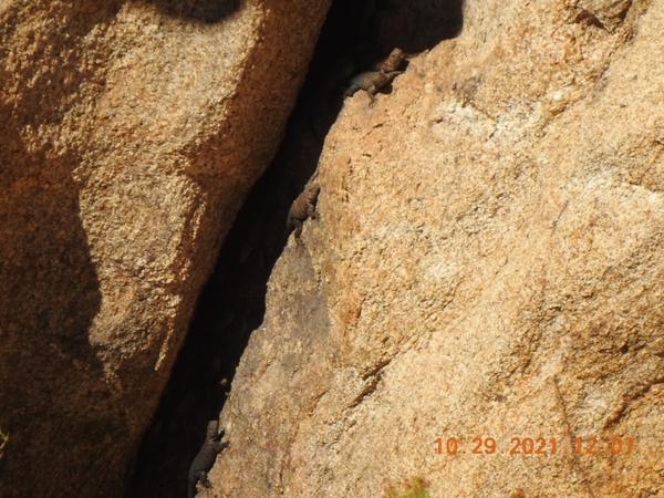 A crack between rocks with a few lizards inside 