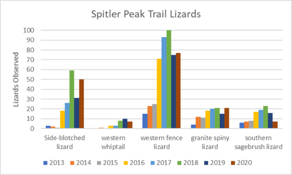 graphic of spitler peak trail lizards 