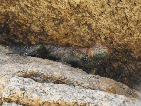 Granite spiny lizard