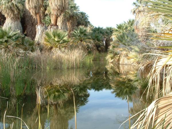 A palm oasis reflected in water