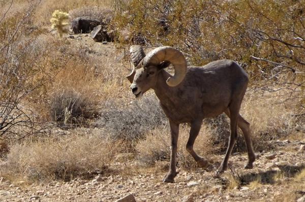 Bighorn sheep in the desert