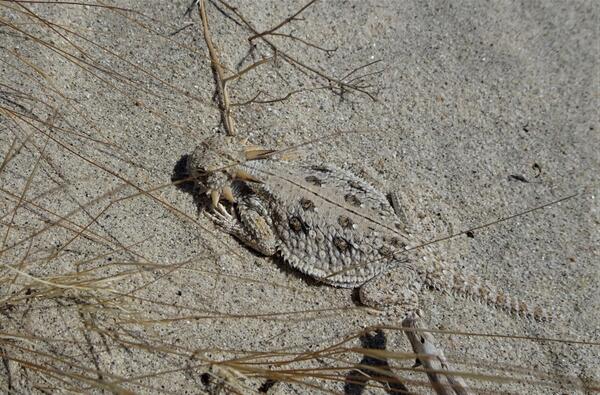 Horned lizard that blends into the desert ground 