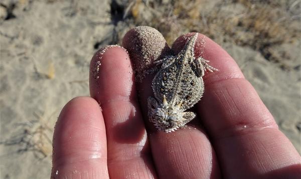 bb horned lizard