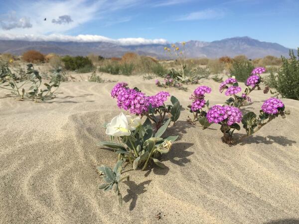 Wildflowers in the desert