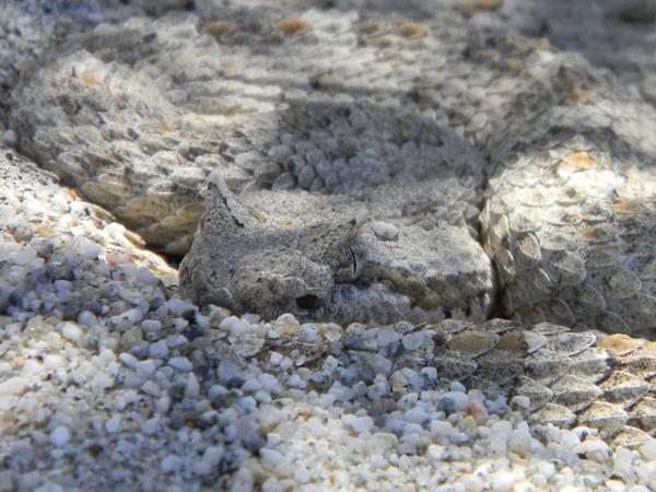 Coiled snake in the desert