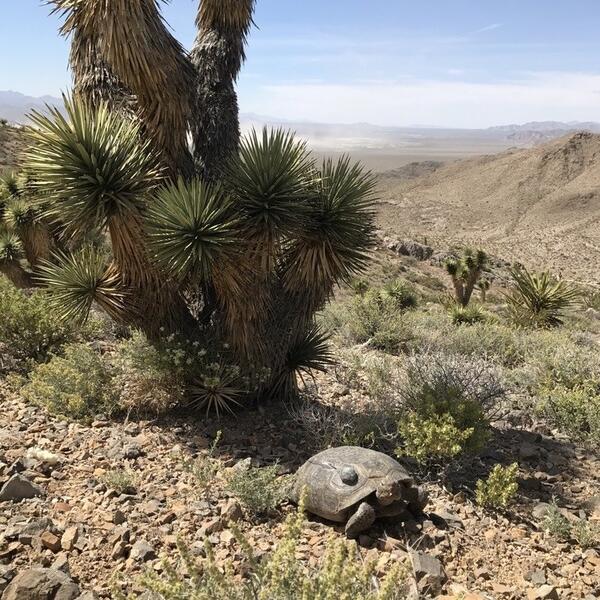 Tortoises