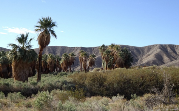 A mesquite thicket in the desert