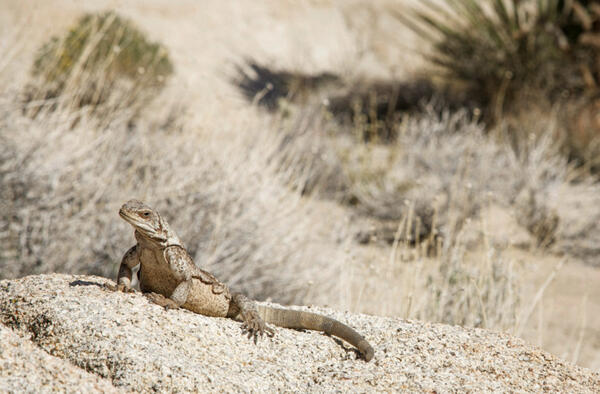 desert lizard