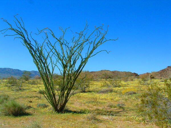 Ocotillo surrounded by yellow wildflowers 