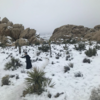 A screen of Joshua Tree in the snow