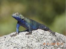Blue-hued lizard