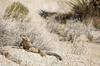 desert lizard