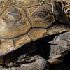 Desert Tortoise Desert Tortoise