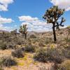Joshua Tree Joshua Tree
